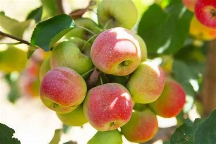 苹果树中后期管理要点 苹果树怎么施肥
