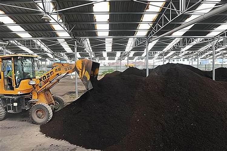 种植枇杷需要掌握的施肥技巧有哪些 枇杷怎么施肥