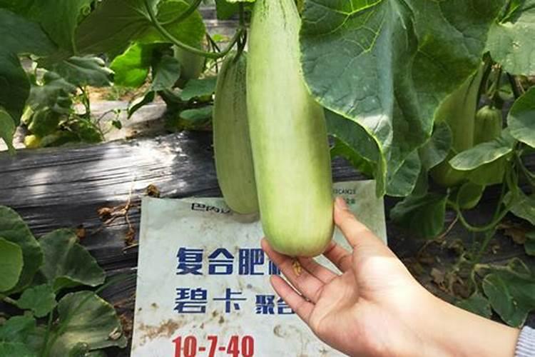 想要让香瓜种的又大又甜,种植的时候要注意什么？