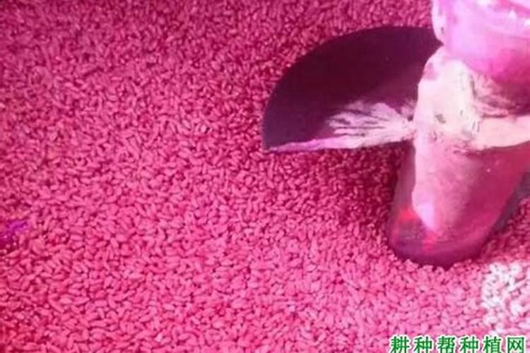 磷酸二氢钾可以拌小麦种吗？