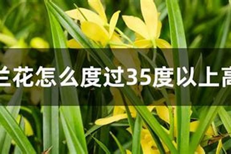 兰花什么时候施肥