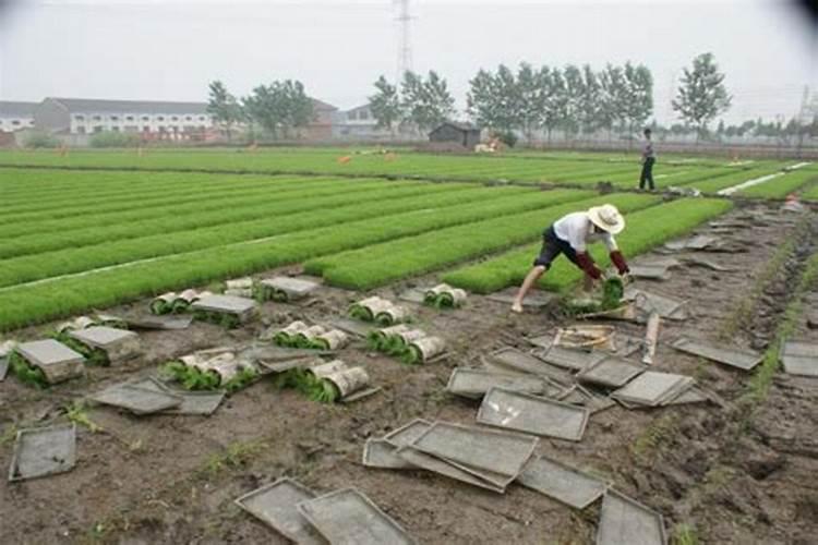 抛秧种水稻的农民,应该注意哪些问题