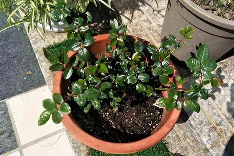 吊蔓西瓜种植方法