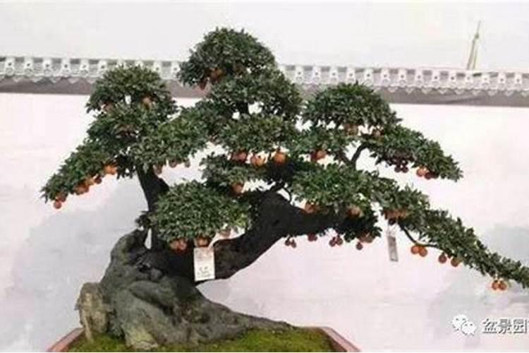 移植多久可以用磷肥 “移植后何时施用磷肥”