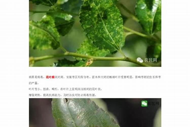 怎么种植青枣具体方法有哪些:重庆种植台湾青枣