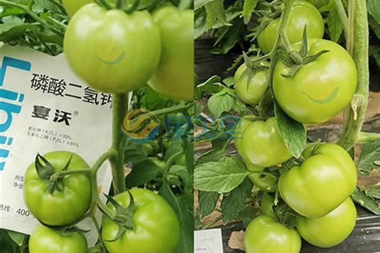 种植西红柿什么时候用磷酸二氢钾(可以起到什么作用)