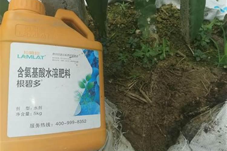 金边虎皮兰用什么土
