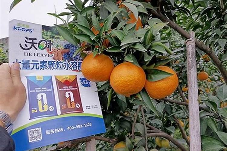 种植花生适合施用什么肥料