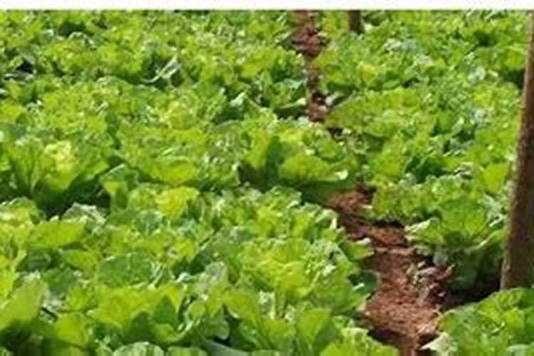 种青菜如何正确施肥