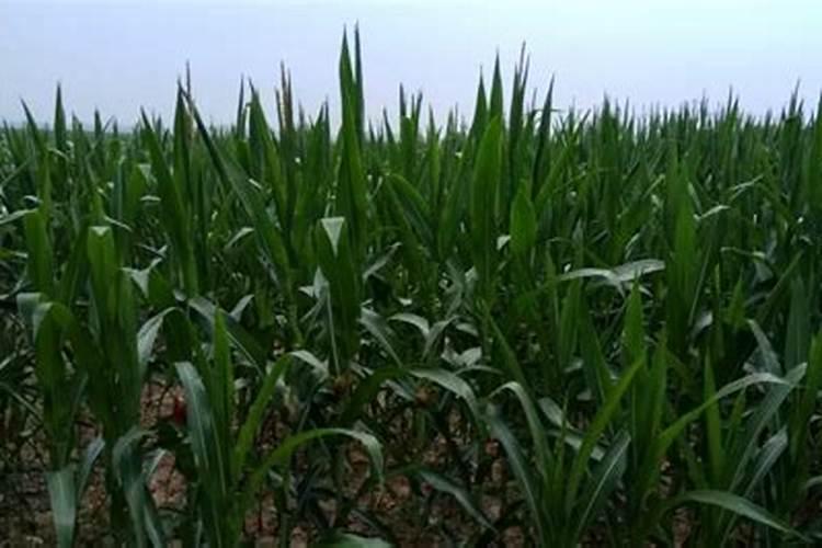 桃树地面喷打玉米专用除草药桃树能受药害吗？