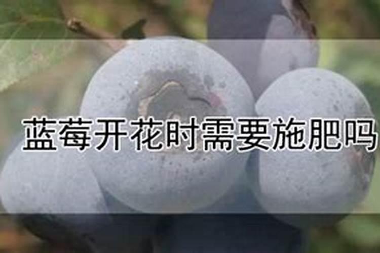 蓝莓开花期怎样浇水施肥