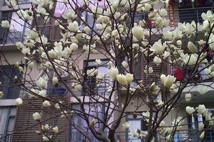 桃树花期打什么药 有意坐果