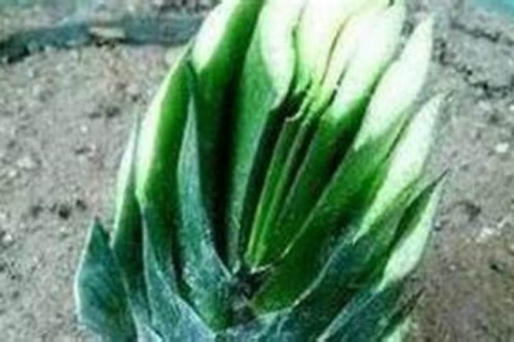 茶梅有花苞了能喷叶面肥吗