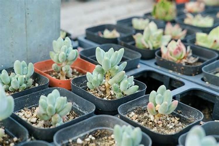 盆栽多肉植物施什么肥 该如何施肥
