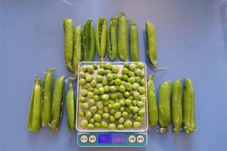 豆子种植方法和时间