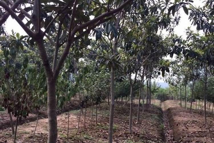 枇杷树什么时候种植？枇杷树的种植时间与方法