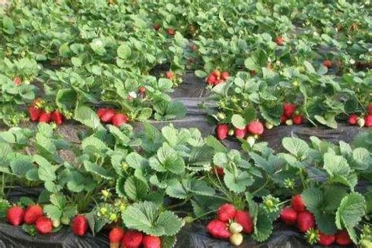 花草黄叶施什么肥、种花施什么肥料最好