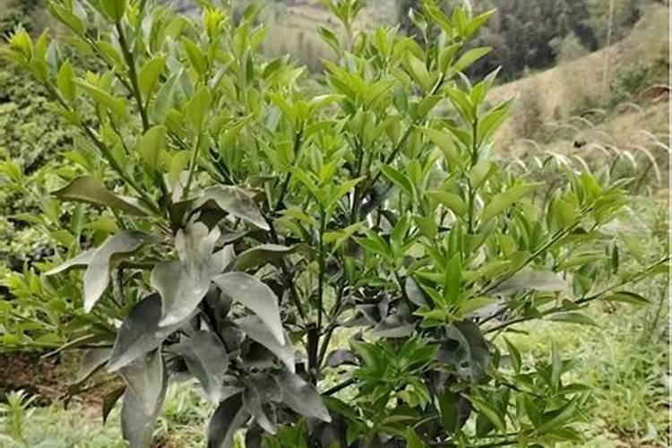 各位老师好,请教花叶病毒用什么药防治最好