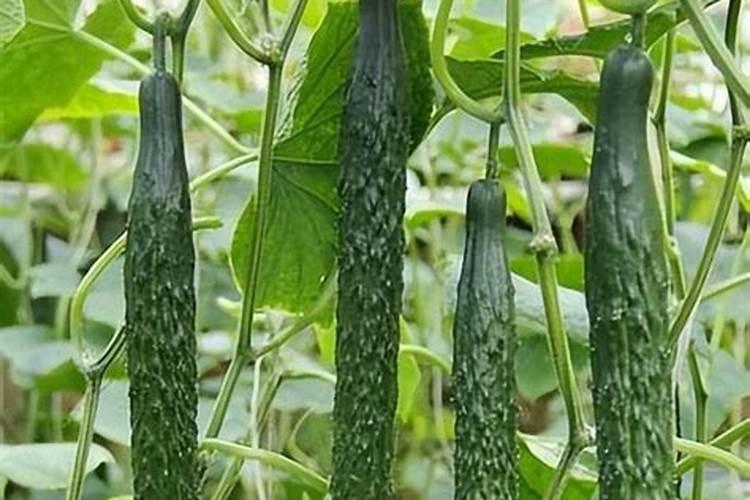 小麦根腐叶枯病菌的侵入途径及氮肥对其发生的影响？