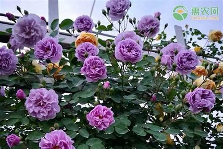 月季花冬季如何施肥效果最好,可以用水溶肥吗？