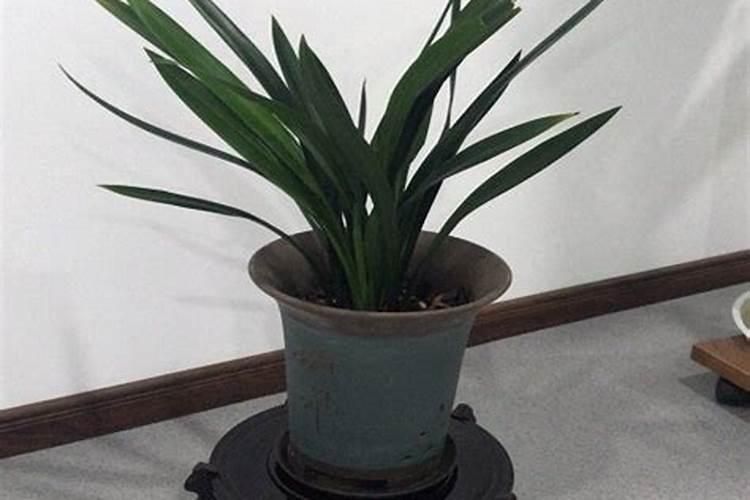 菜花怎样合理施肥？