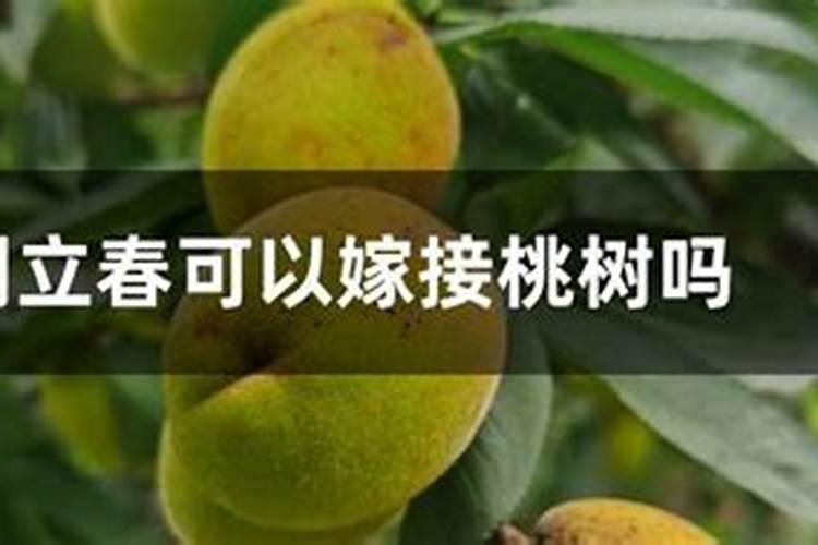盆栽桃有哪些苗木繁殖的方法？
