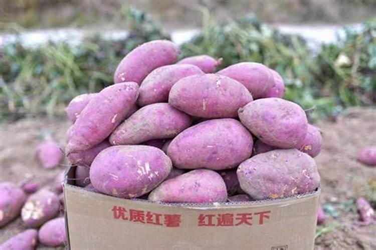 花盆里的土碱性太大怎么办