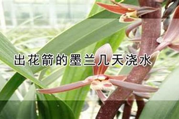 出花箭的墨兰几天浇水