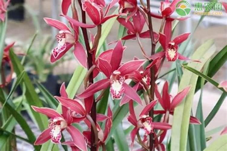 出花箭的墨兰几天浇水