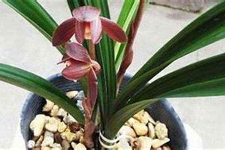 墨兰出花箭后浇水吗