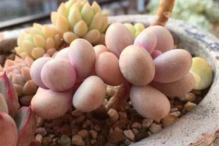 种小麦低肥没有钾肥等给叶面打磷酸二氢钾可以吗？
