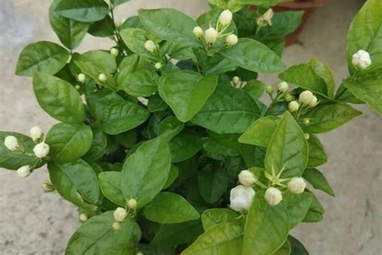 茉莉花花期可以喷洒叶面肥和防止虫害的药吗