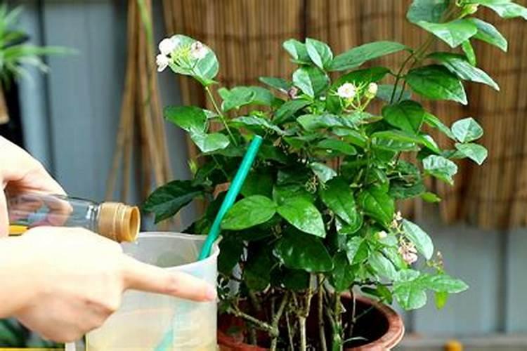茉莉花施什么肥好