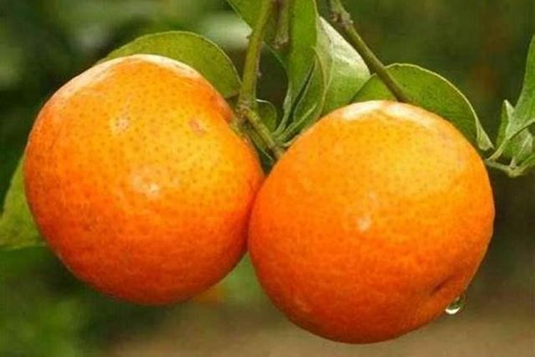 花烛叶子掉了(花烛叶子头干枯是什么原因)