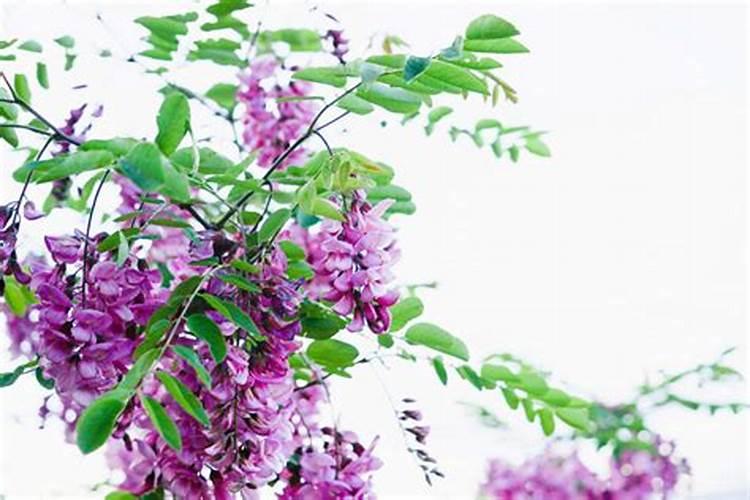 芸苔素在桃树花前喷施什么时间好？