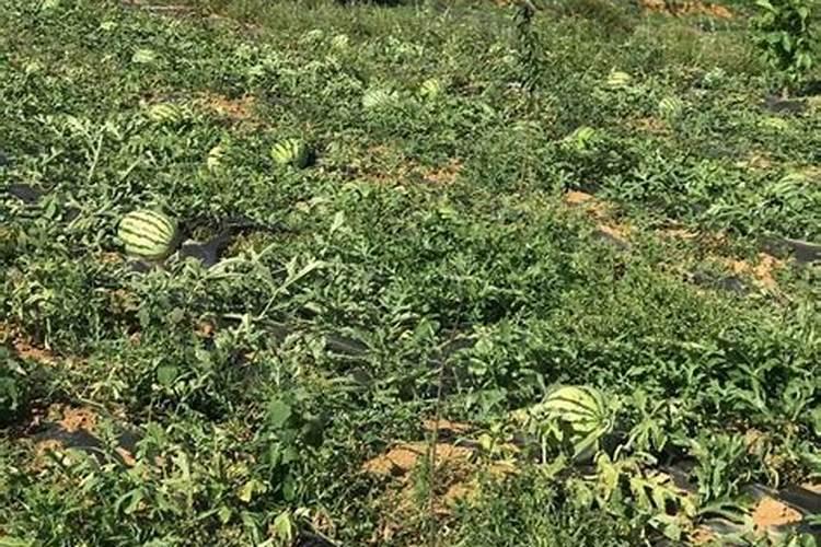 西瓜移植后打芸苔素行不行？