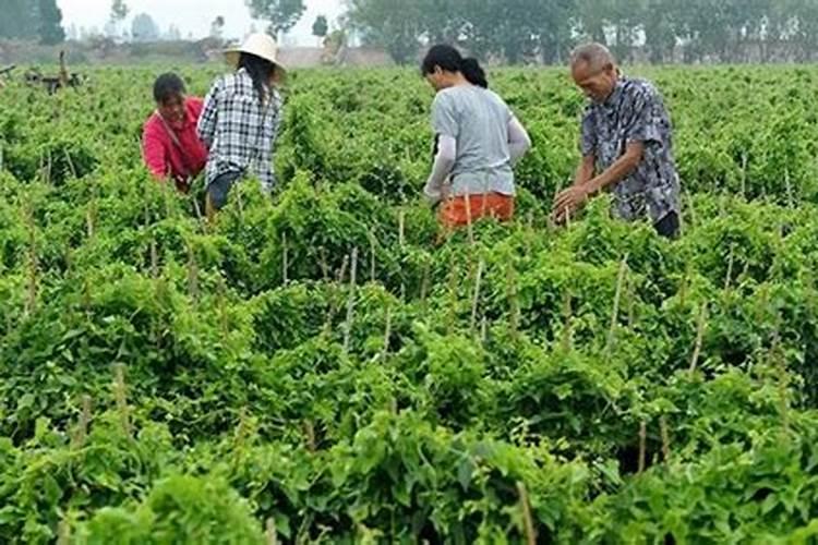 菌酶钾铵属于什么肥料类型