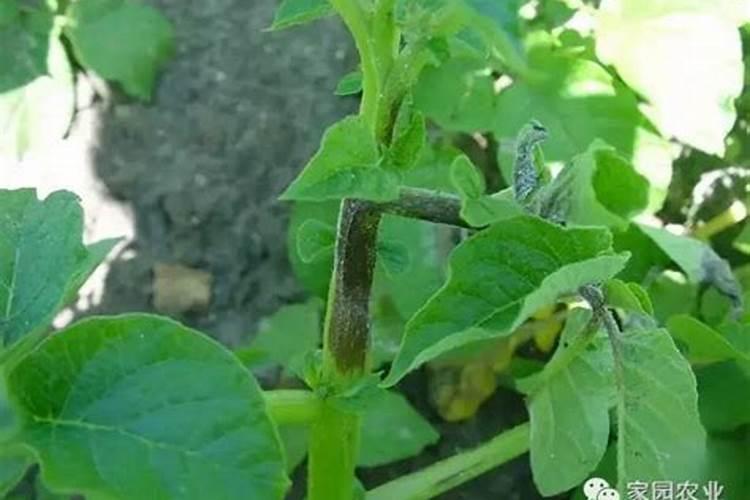 买小番茄是尖头好还是平头好