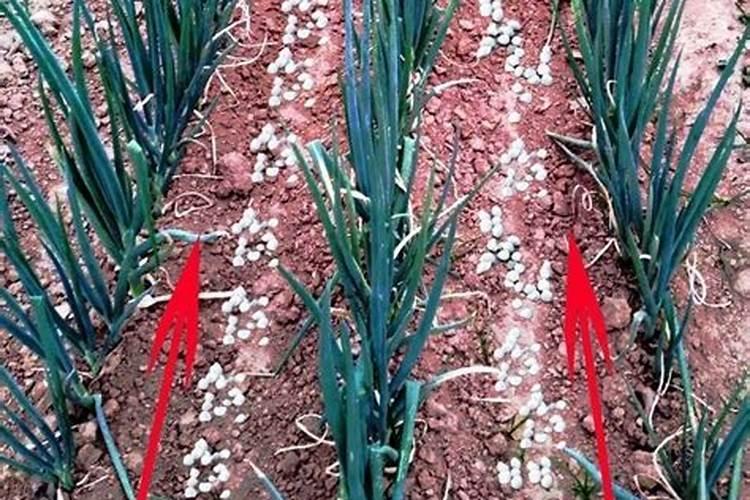 花卉肥料可以用于蔬菜吗