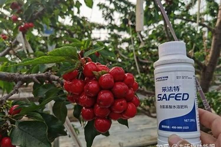 桃子用硝酸磷肥可以吗？求解答