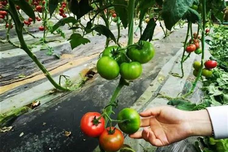 西红柿的种植用什么肥料好