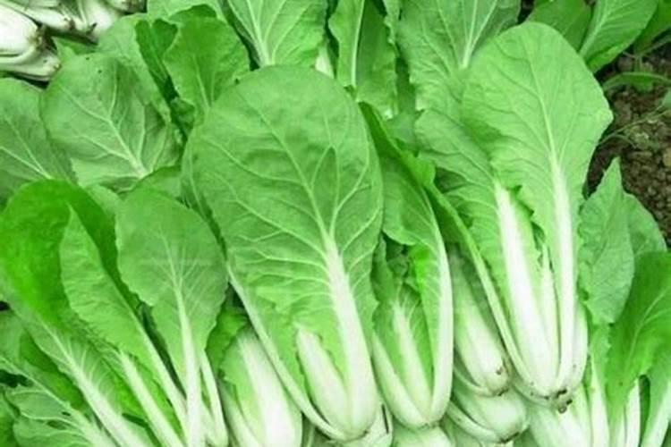 入伏后适合种什么蔬菜？
