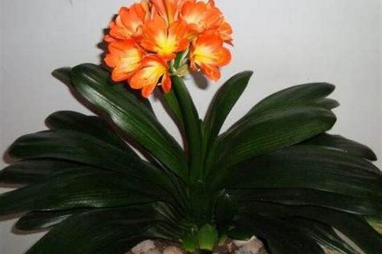 种花的营养土种菜有毒吗