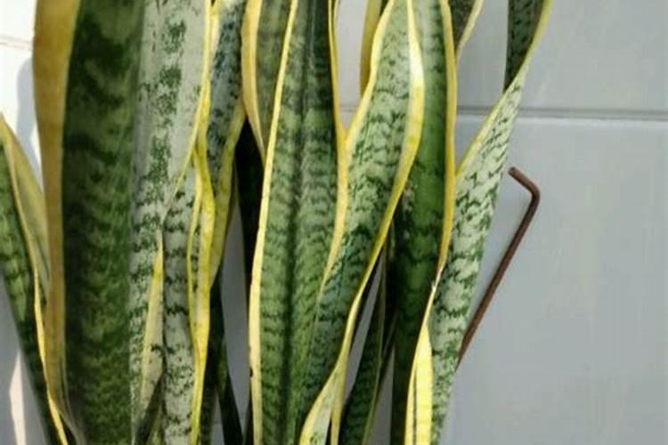 虎皮兰怎么施肥