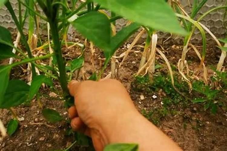 辣椒施肥过多怎么处理 辣椒施肥过多的症状