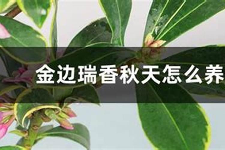 金太龙追肥宝叶面肥的效果