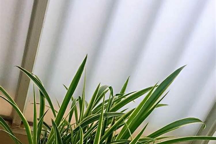 如何施肥让果实快速膨大？