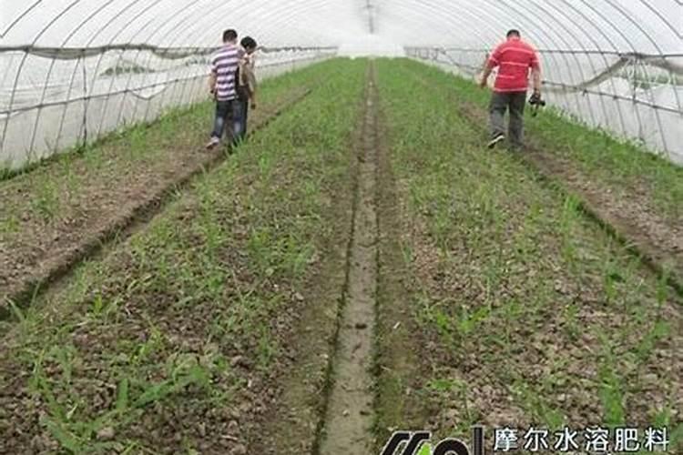 种番茄需要补钙吗？应该在哪些阶段补钙比较好？