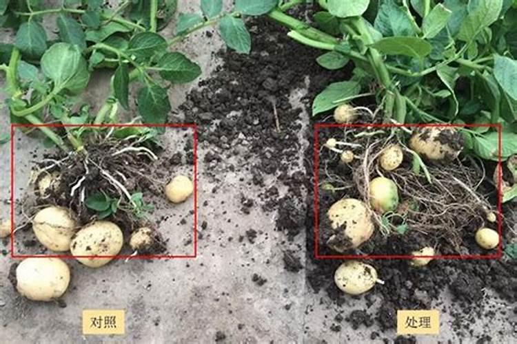 花生需要肥料吗？