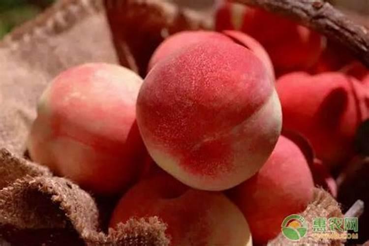 芒果树用什么肥料最好